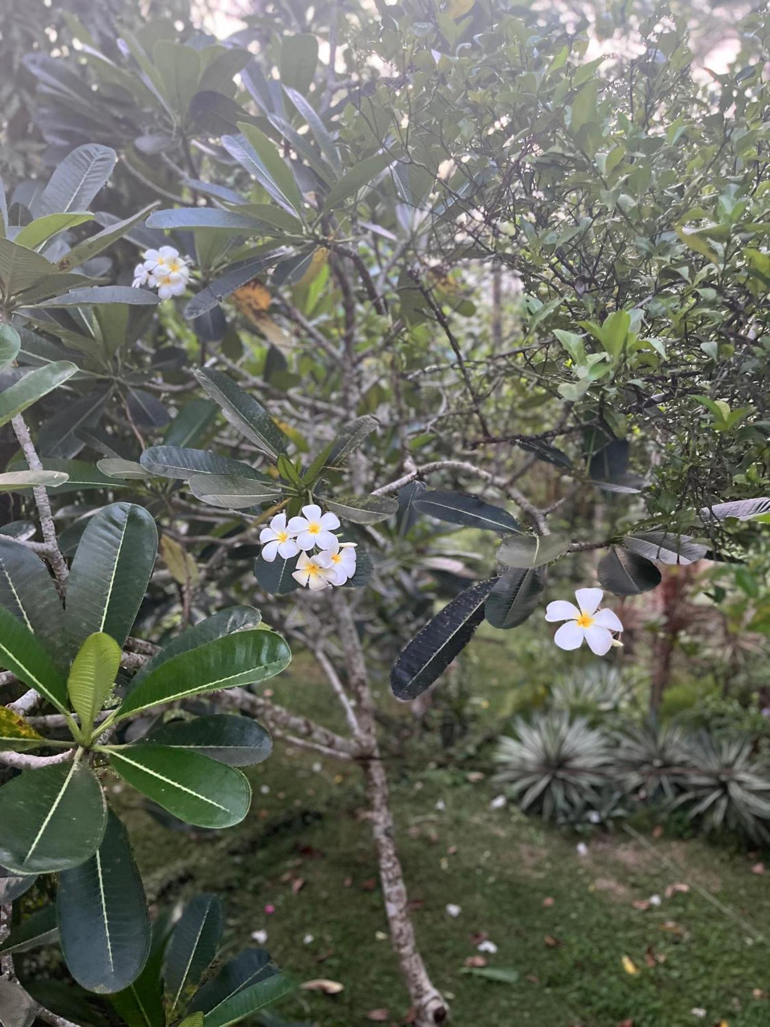 Swarnapaya résidence Bentota Bagian luar foto